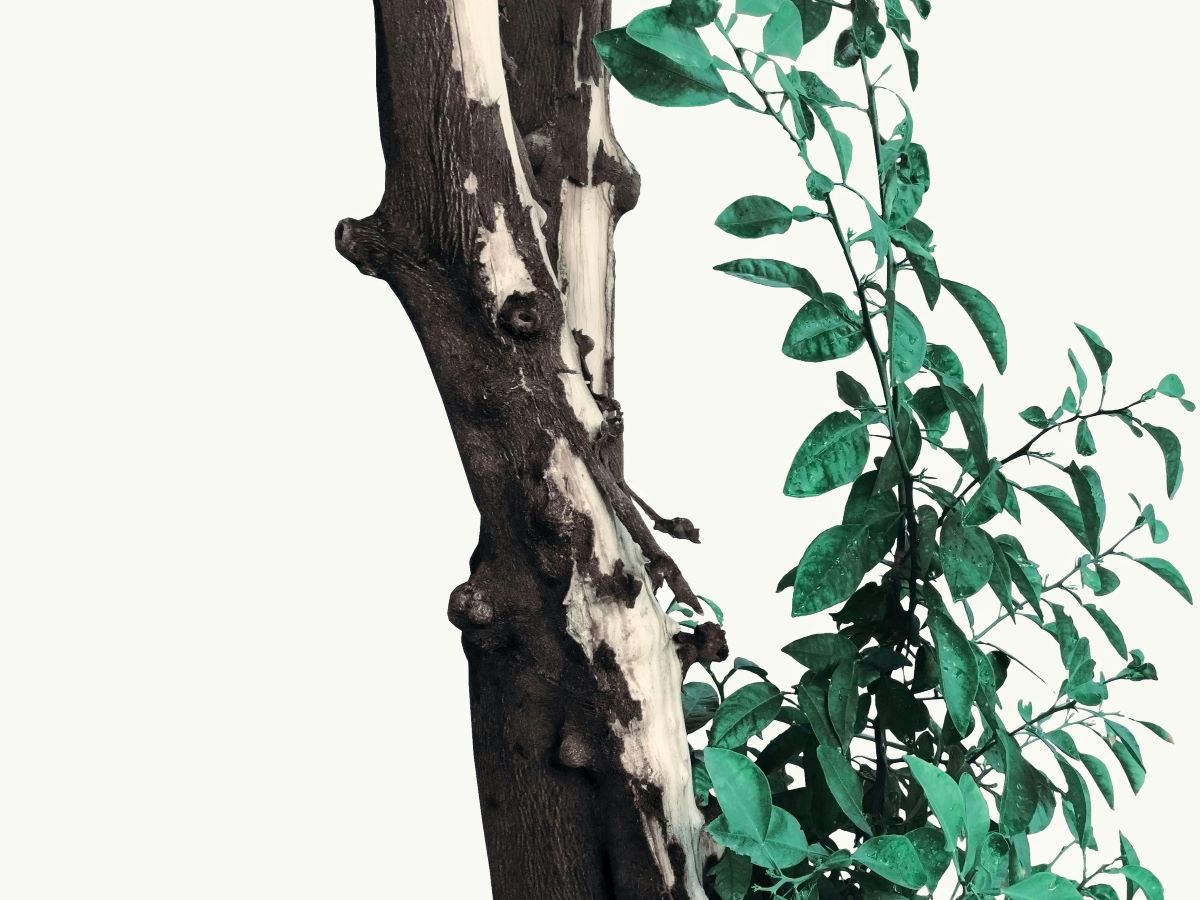 Soothing Agarwood Incense for Cultural and Wellness Rituals